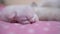Little cute kitten sleeping on a pink blanket