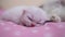 Little cute kitten sleeping on a pink blanket