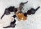 Little cute kittens eating instant food