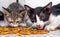 Little cute kittens eating instant food