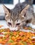 Little cute kittens eating instant food