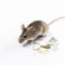 little cute mouse eats gnawed a dollar bill on a white background close-up, funny photos