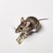 little cute mouse eats gnawed a dollar bill on a white background close-up, funny photos