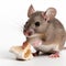 little cute mouse eats a piece of cheese on a white background close-up,