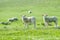 Little cute new born lambs on a green spring field.