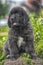 little cute newfoundland puppy