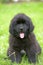 Little cute newfoundland puppy