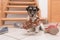 Little cute obedient dog holds a shoe by clicker training