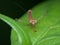 Little cute praying mantis juvenile on the leaf