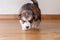 Little cute puppy of breed the Alaskan Malamute goes and sniffs the floor