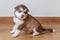 Little cute puppy of breed the Alaskan Malamute sitting on the floor