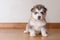 Little cute puppy of breed the Alaskan Malamute sitting on the floor