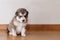 Little cute puppy of breed the Alaskan Malamute sitting on the floor