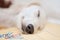 A little cute purebred white saluki puppy dog persian greyhound relaxed and sleeping calmly in bed