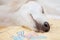 A little cute purebred white saluki puppy dog persian greyhound relaxed and sleeping calmly in bed