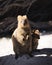 Little Cute Quokka Family with baby