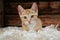 a Little cute red white kitten sits on a white plush carpet in front of a wooden background