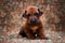 Little cute Rhodesian Ridgeback puppy on tapestry