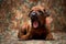 Little cute Rhodesian Ridgeback puppy yawns