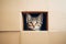 A little cute small kitten inside a box, kitten in a cardboard, playful domestic cat, indoors photo