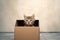 A little cute small kitten inside a box, kitten in a cardboard, playful domestic cat, indoors photo