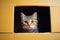 A little cute small kitten inside a box, kitten in a cardboard, playful domestic cat, indoors photo