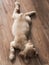 Little cute spaniel puppy lies on the floor