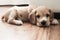 Little cute spaniel puppy lies on the floor