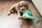 Little cute spaniel puppy plays on the floor