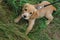 Little cute spaniel puppy for a walk