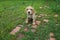 Little cute spaniel puppy for a walk