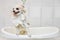 little cute spitz being washed in a bathtub with foam