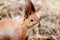 Little cute squirrel in the spring forest on a stump of tree