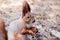 Little cute squirrel in the spring forest on a stump of tree