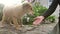 little cute stray dog gets petting from the hand of an old woman, a red-haired street dog with kind grateful eyes