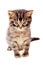 Little cute striped cat with blue eyes on white isolated backgro