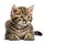 Little cute tabby kitten sitting on white background. AI generated