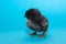 little, cute, thoroughbred chick looks at something on a blue background