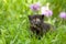 Little cute tortoiseshell kitten sits in the grass