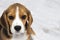 Little cute tricolor Beagle puppy, sad look