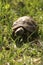 Little cute turtle in green grass - cancara