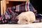 Little cute white puppy Shiba inu sleeps on a colored knitted sweater