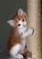 Little cute white-red kitten sharpens claws near the jute scraper on a neutral background