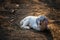 Little cute white sheep sit on farm dirt at sunset