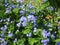 A little cute wild blue flower in the garden, cultivated, little bush