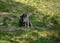 Little cute wolf cubs in a zoo