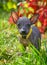 Little cute Xoloitzcuintle puppy Mexican Hairless Dog  portrait on natural colorful background