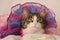 little cutie cat in a tutu background