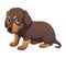 Little Dachshund Dog Cartoon Animal Illustration