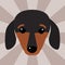 Little dachshund puppy head purebred mammal sweet dog young pedigreed animal breed vector illustration